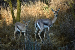 Gazella gazella