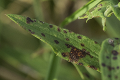 Coleosporium solidaginis