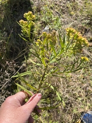 Euthamia graminifolia