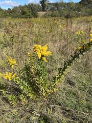 Solidago rugosa