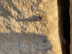 Habronattus coecatus