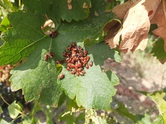 Tropidothorax leucopterus