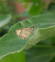 Ampittia dioscorides