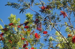 Chrysuronia versicolor