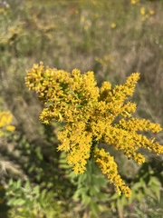Solidago rugosa