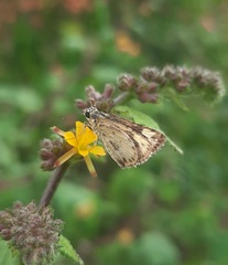 Ampittia dioscorides