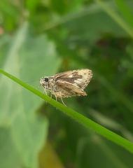 Ampittia dioscorides