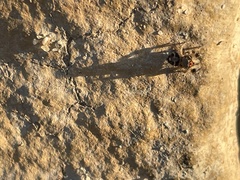 Habronattus coecatus