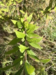 Solidago rugosa