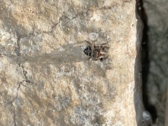 Habronattus coecatus