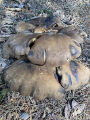 Tapinella panuoides