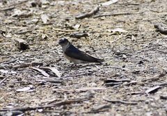 Petrochelidon nigricans