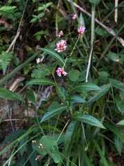 Persicaria dichotoma