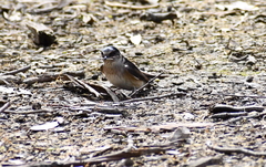 Petrochelidon nigricans
