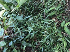 Persicaria dichotoma