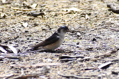 Petrochelidon nigricans