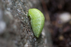Apoda limacodes