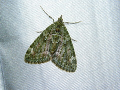 Chloroclysta siterata