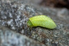 Apoda limacodes