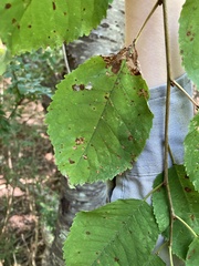 Betula alleghaniensis
