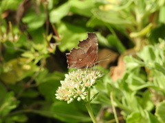 Polygonia c-aureum