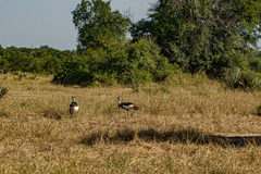 Balearica regulorum regulorum