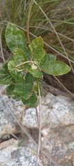 Searsia tomentosa