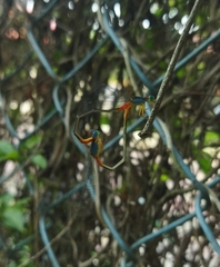 Ceriagrion cerinorubellum