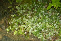 Conocephalum conicum