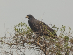 Buteogallus urubitinga