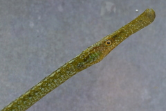 Syngnathus typhle