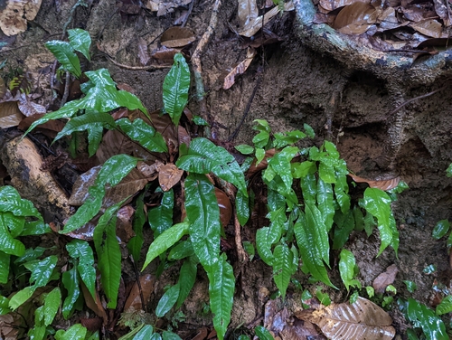 Image of Tectaria singaporiana by (c) Caleb Catto, some rights reserved (CC BY)
