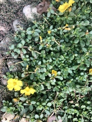 Portulaca umbraticola