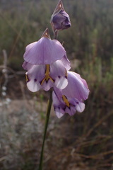 Gladiolus patersoniae