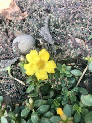 Portulaca umbraticola