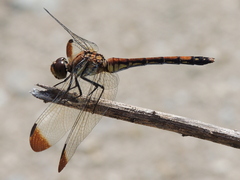 Sympetrum infuscatum