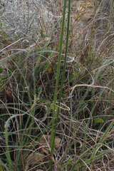 Gladiolus patersoniae