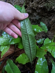 Tectaria singaporiana