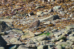 Calidris maritima