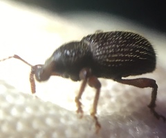 Otiorhynchus ligneus