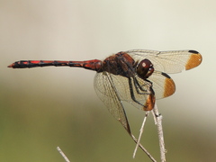 Sympetrum infuscatum