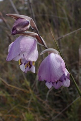 Gladiolus patersoniae