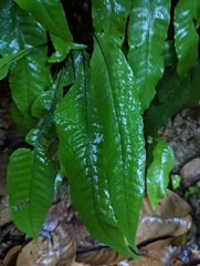 Tectaria singaporiana