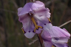 Gladiolus patersoniae