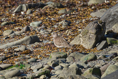 Calidris maritima