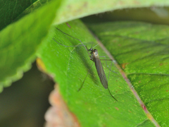 Trichocera annulata