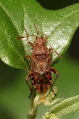 Stictopleurus abutilon