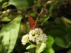 Polygonia c-aureum
