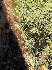 Lithobates clamitans