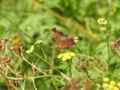 Polygonia c-aureum
